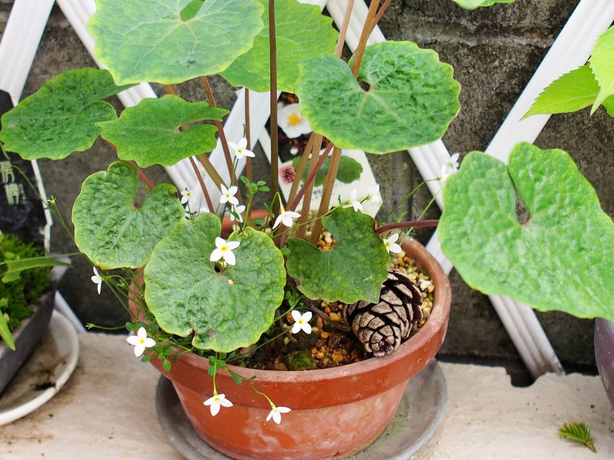 白い小さな花とルナリア