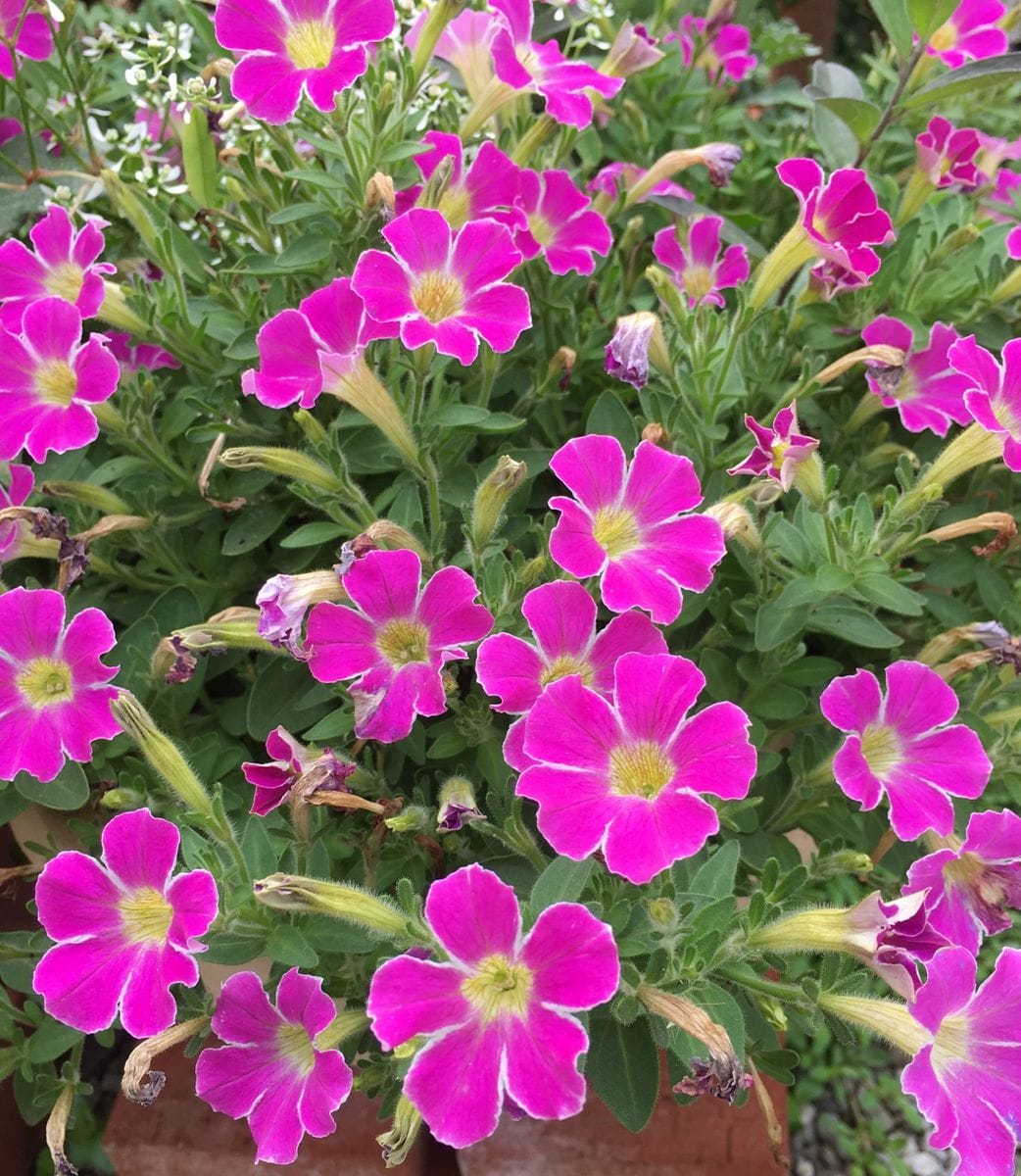 🌸小さな花達〜💕