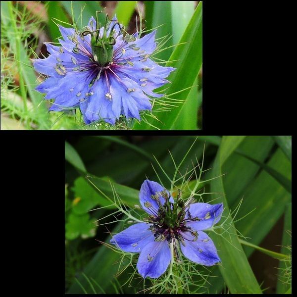 教えて花の名前。