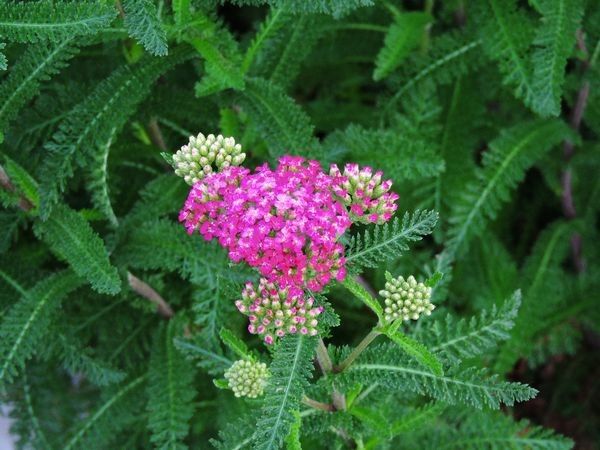 教えて花の名前。