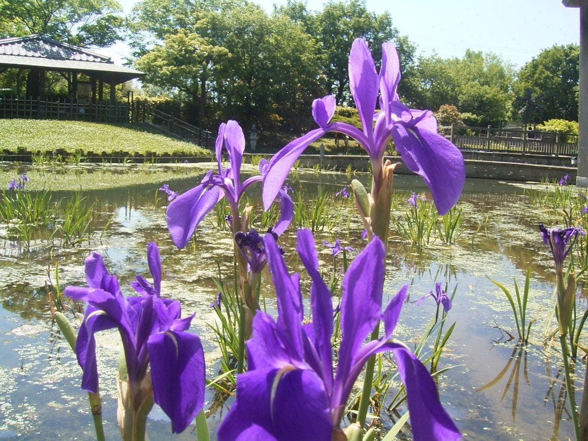 やっと会えた「カキツバタ」