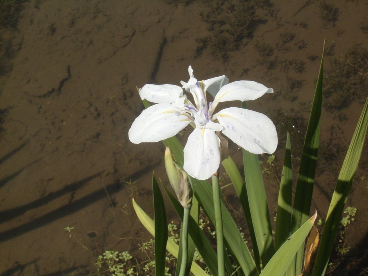 やっと会えた「カキツバタ」