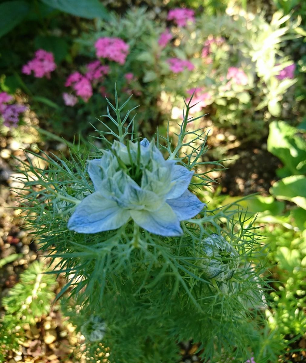 今朝の庭の草花