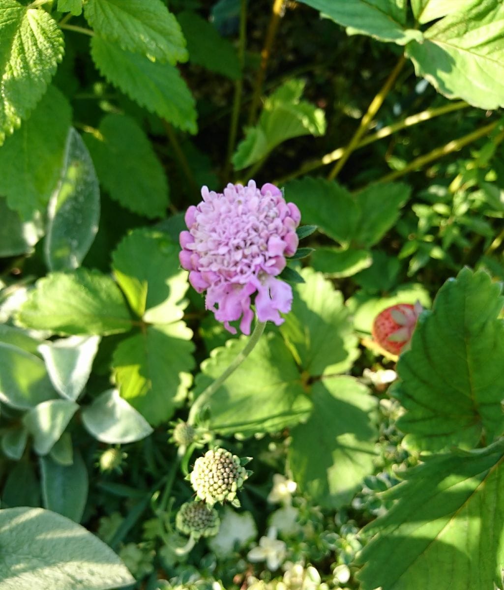 今朝の庭の草花