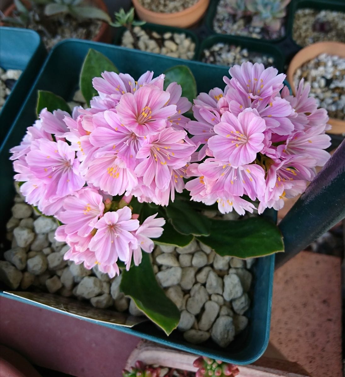 今朝の庭の草花