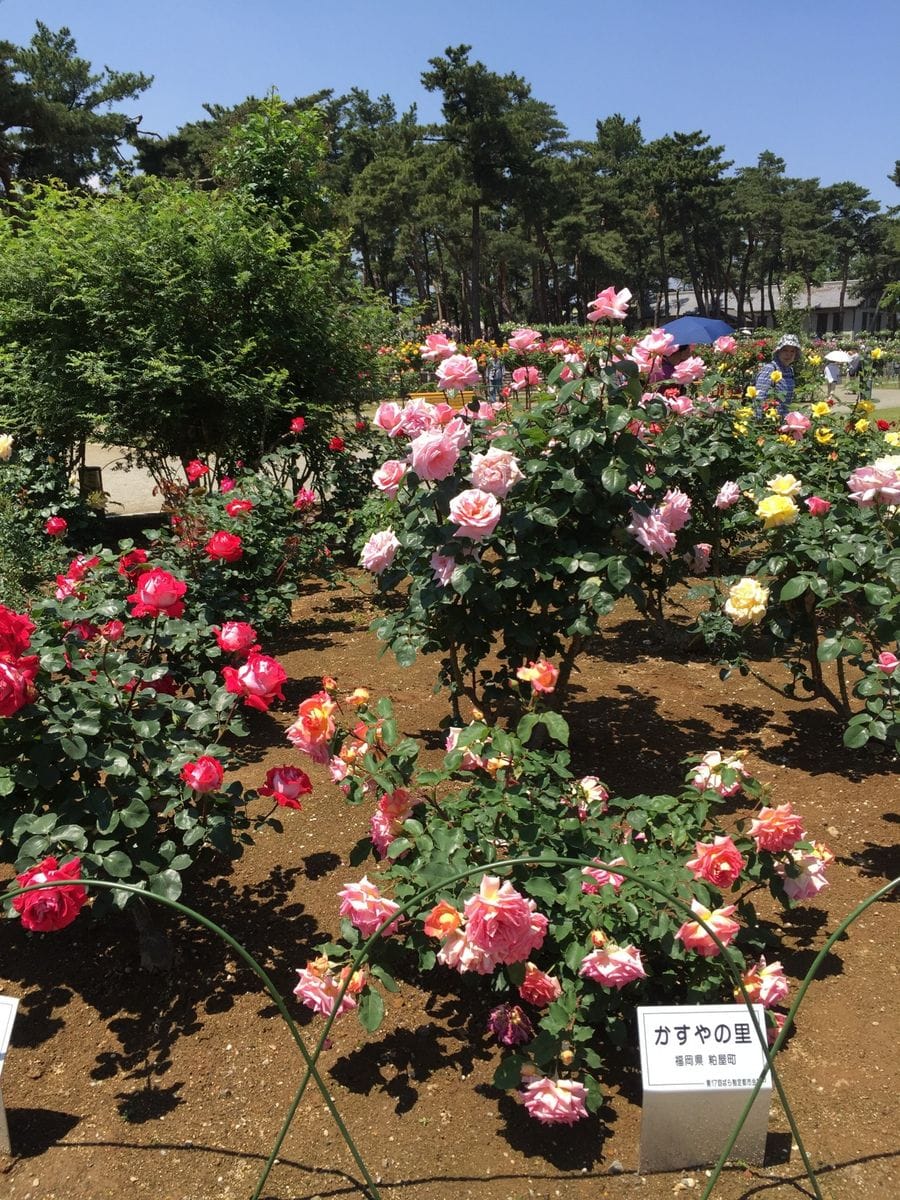 薔薇園🌹②