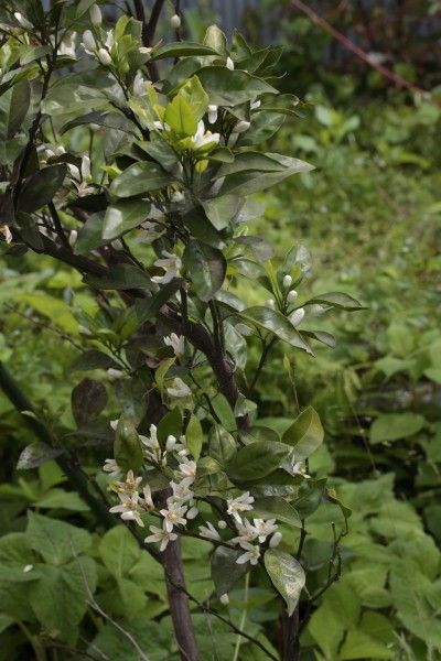 ミカンの花が咲いたよ