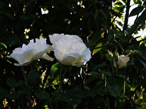 今日の花便り～白い花