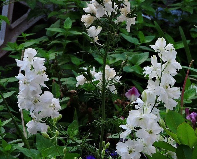 今日の花便り～白い花