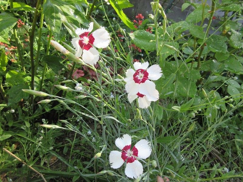 バラを切り花に