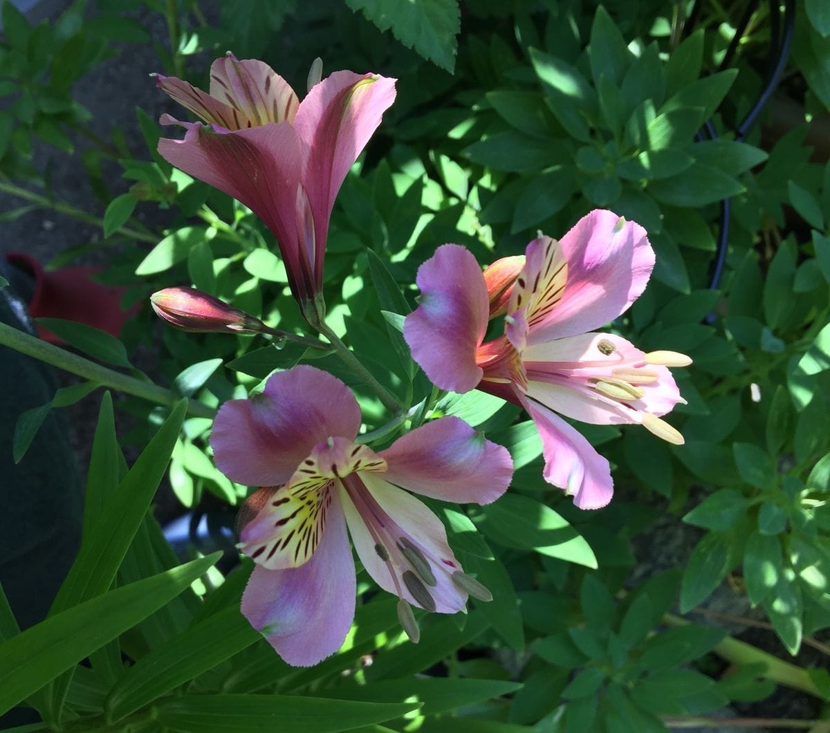 今日の花