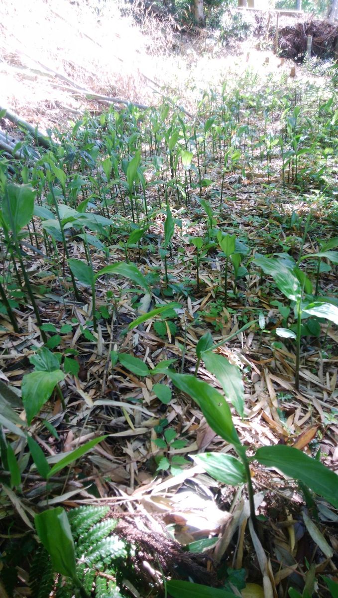 ミョウガタケが生えていましたぁ。続編。