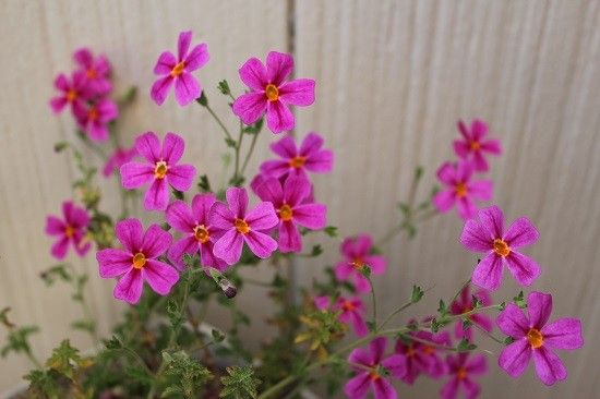 続・ピンクの花🌺