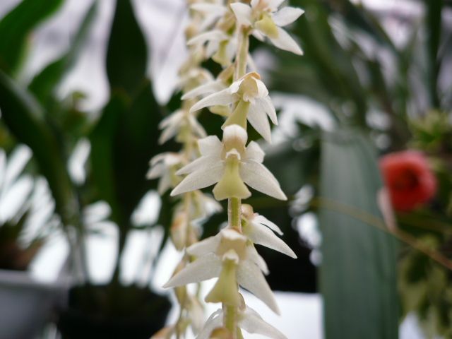 Dendrochilum cobbianum