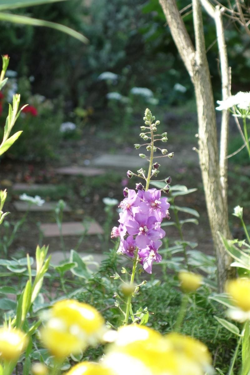 涼しげなお花♪