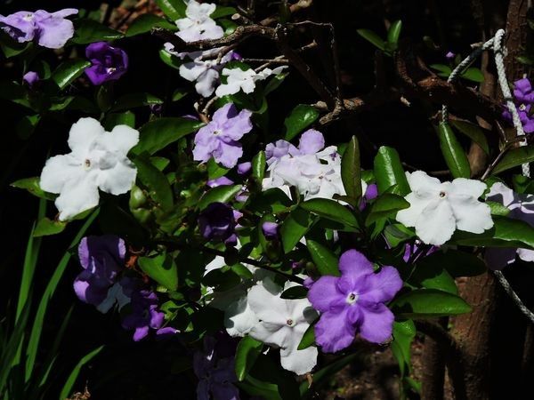 今日の花便り