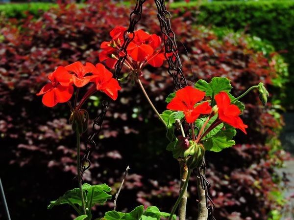 今日の花便り