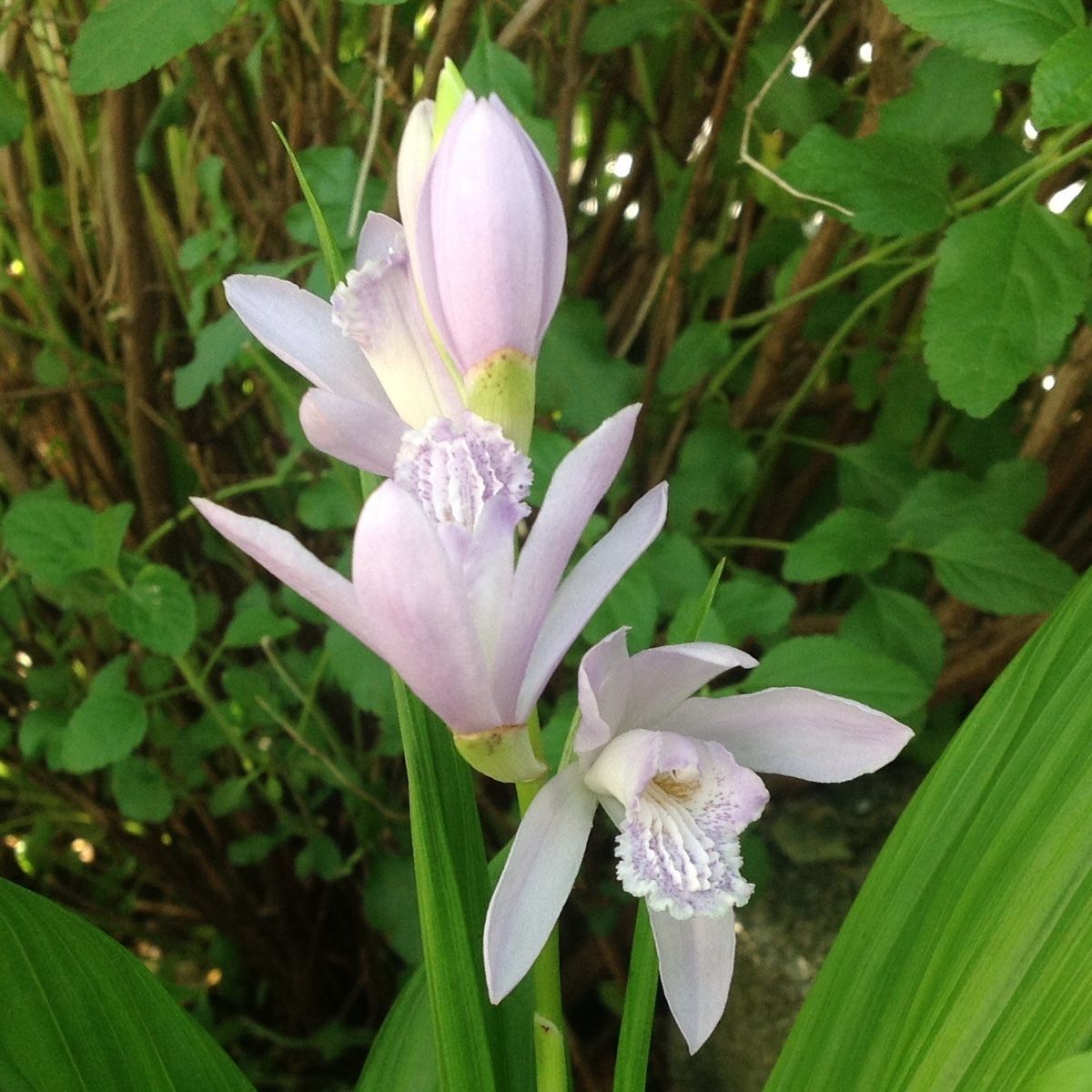 青花シラン…紫式部系❣️