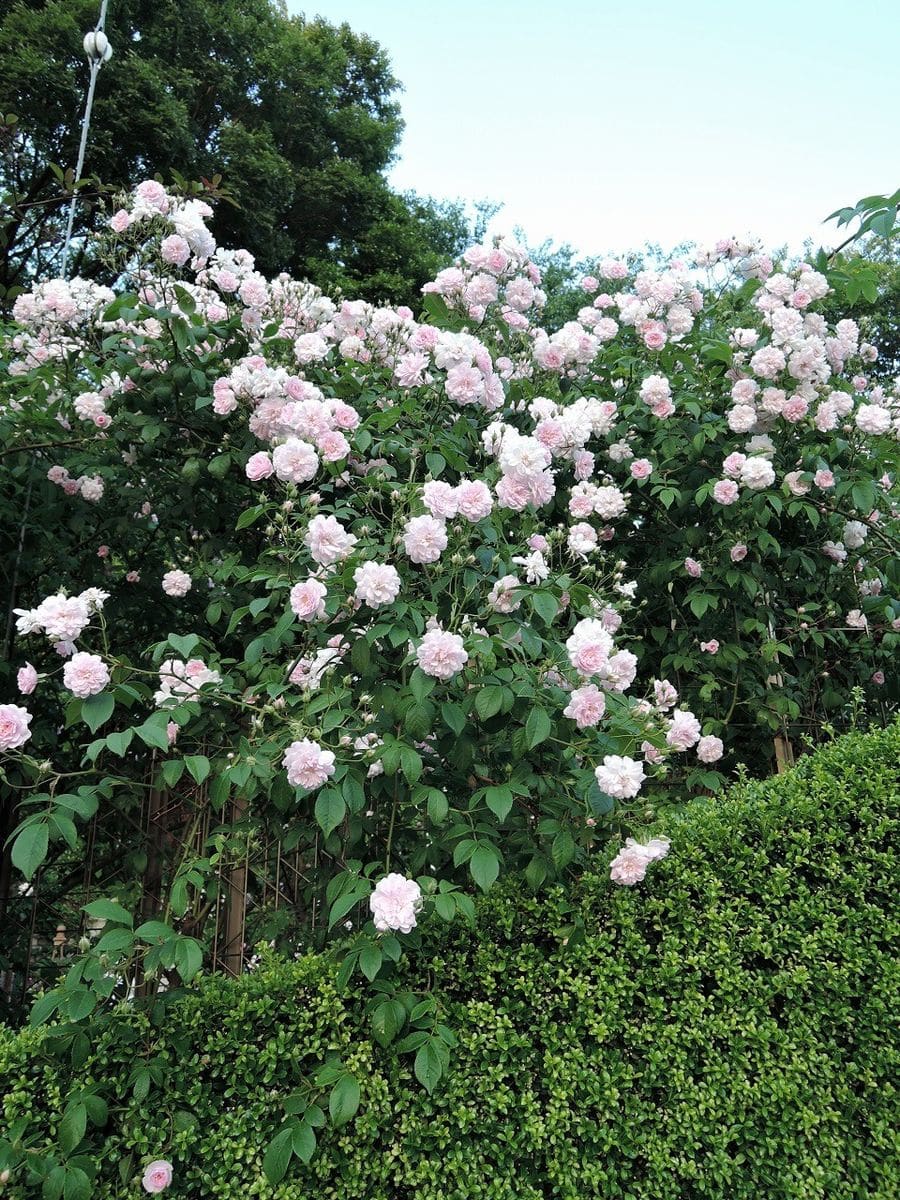 今年の花色