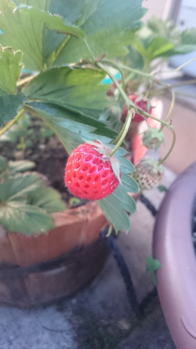 いちご(女峰)♪生花