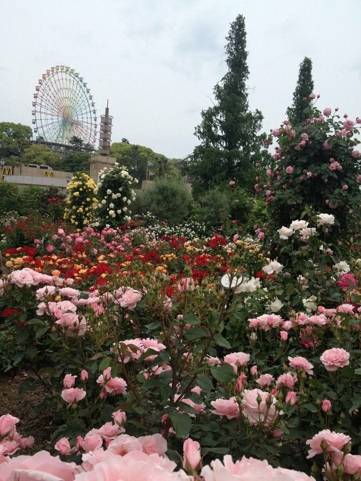 ひらパー 過去の写真