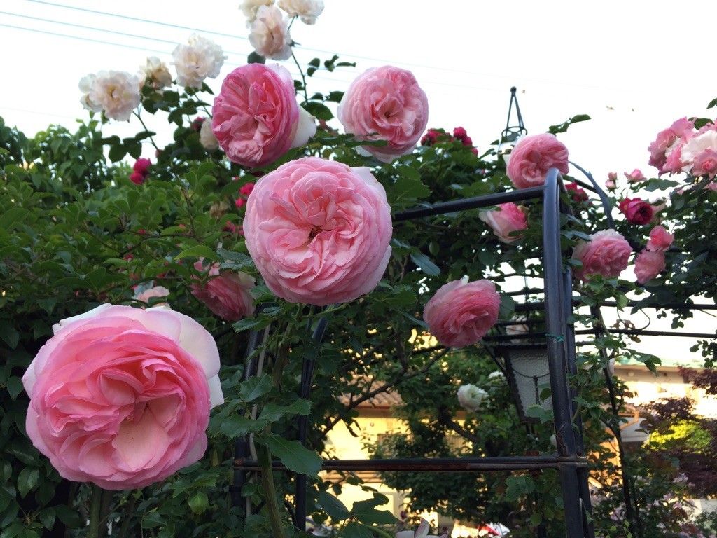 ピエール・ドゥ・ロンサールの花が大きくて…