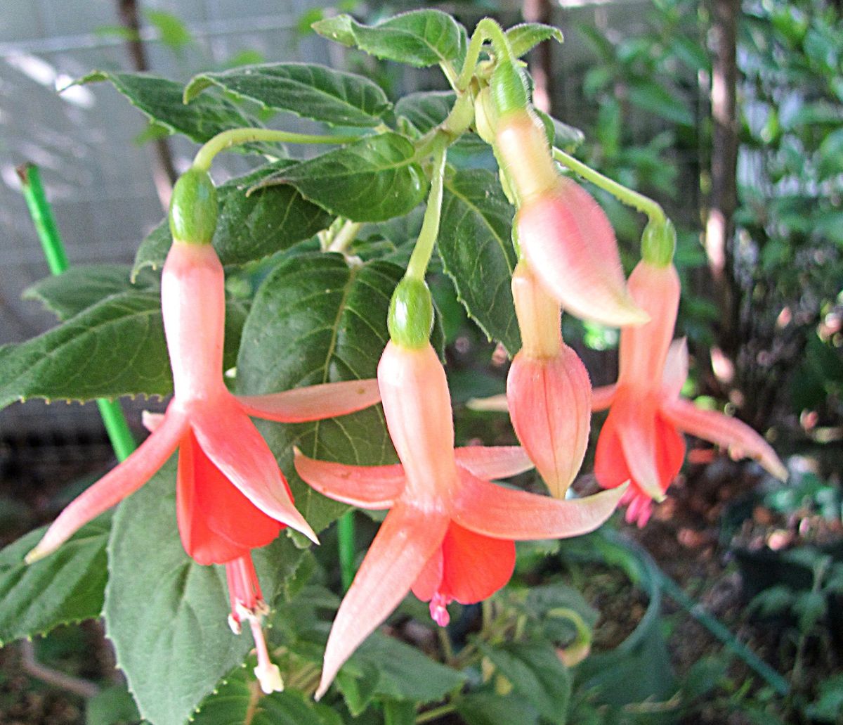 オレンジカラーの花