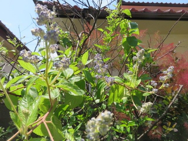 泥んこしょったように隠れてる虫なんか嫌いだ～～