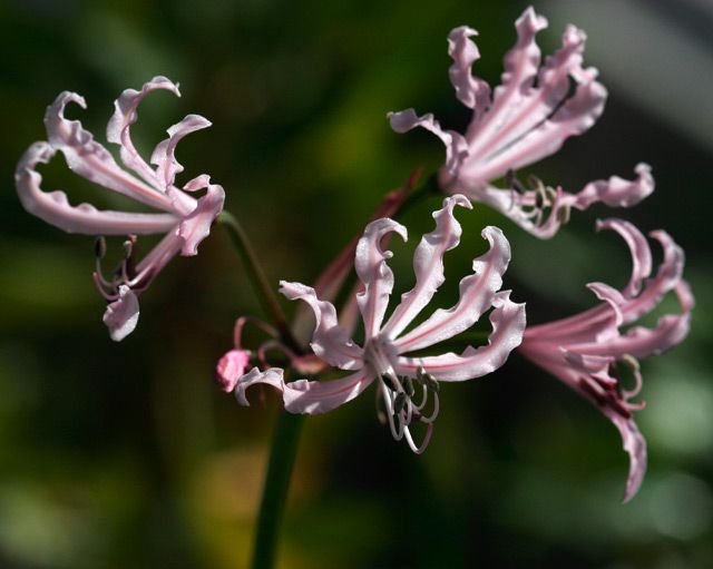 Nerine humilis