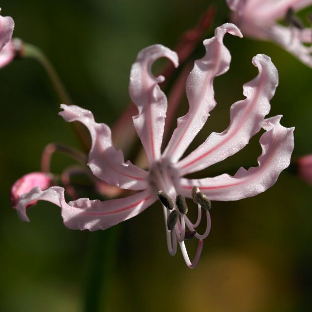 Nerine humilis