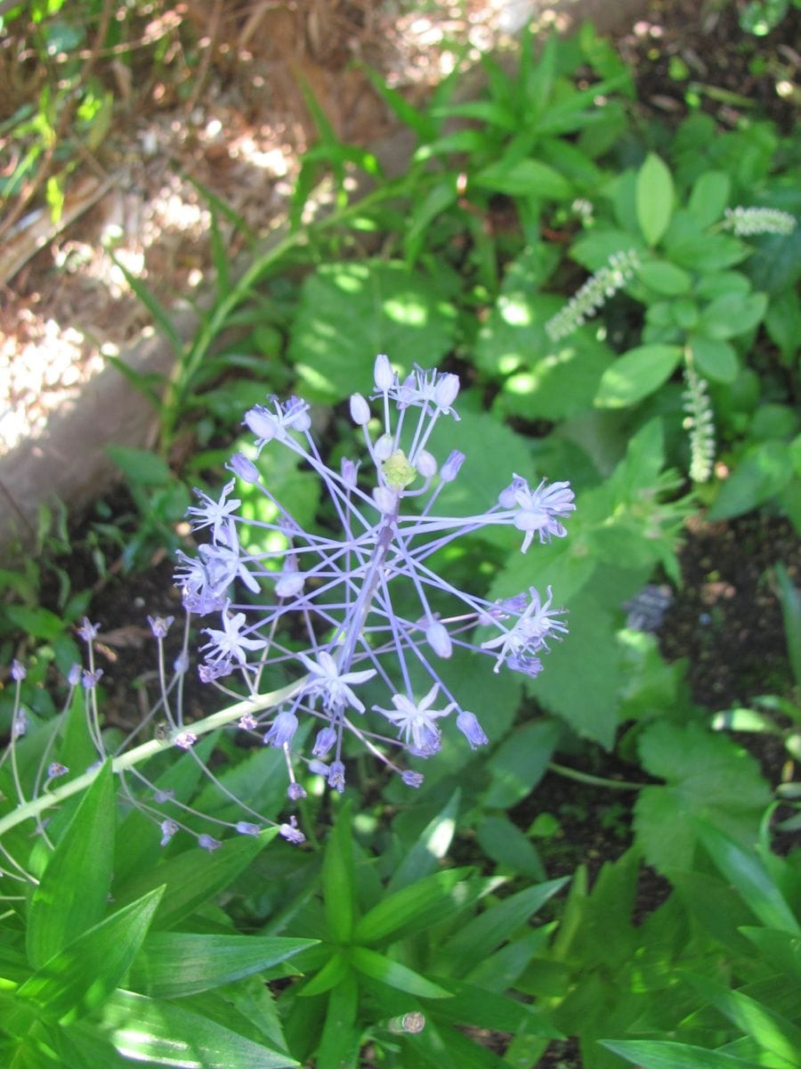 ふたつの小花