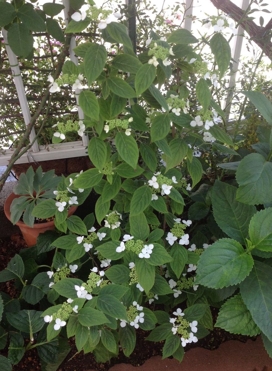 紫陽花…もう開花⁉️