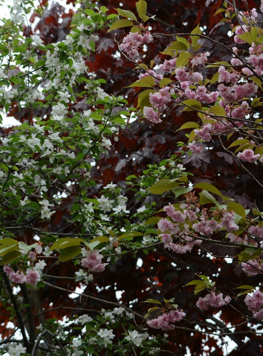 リンゴの花