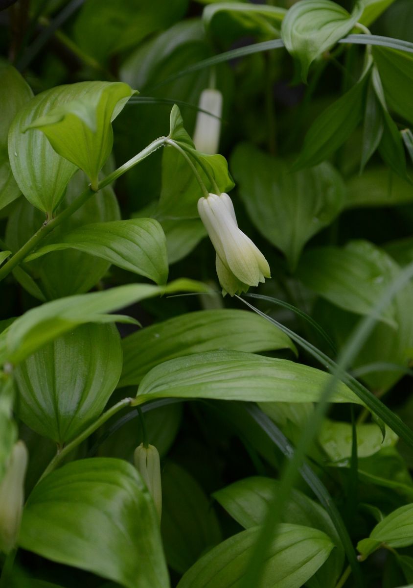 リンゴの花