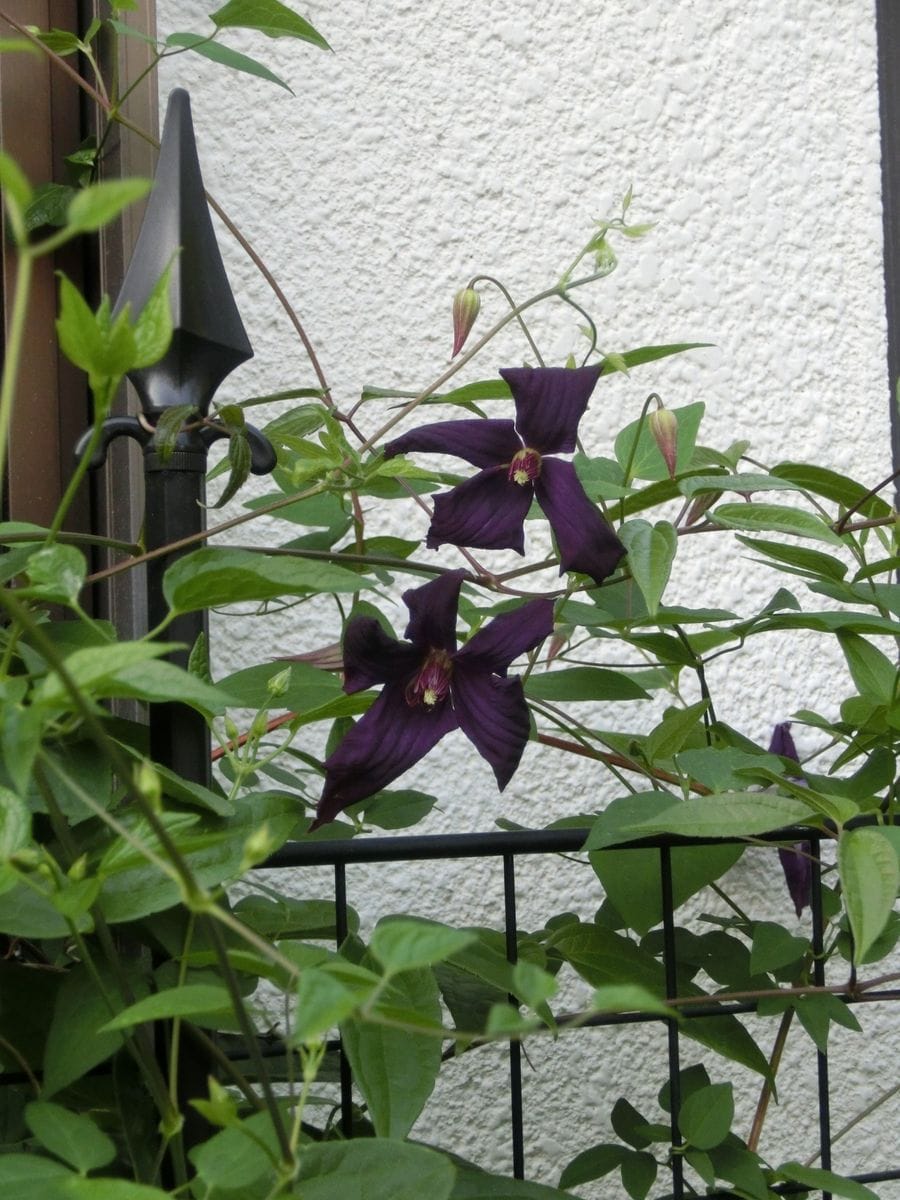 今朝の初花