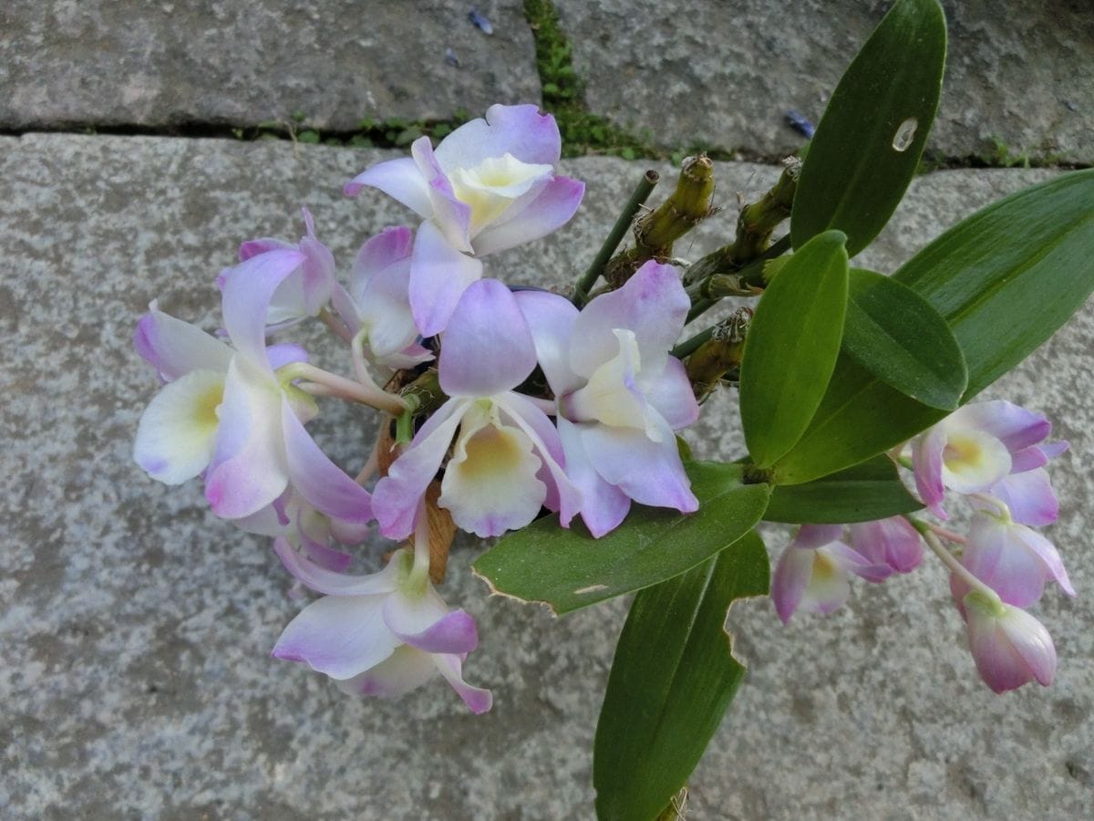 今朝の初花