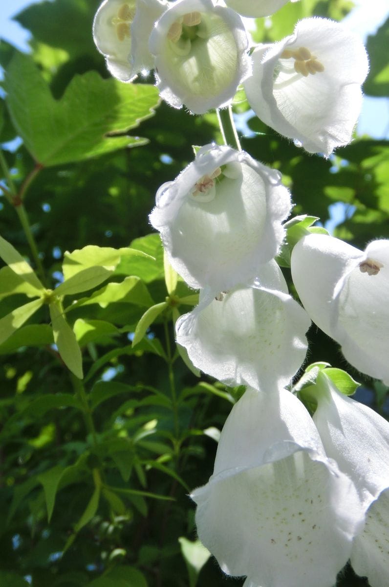 花壇の中のお花達