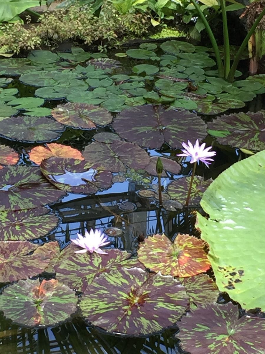 熱帯スイレンの植え付け