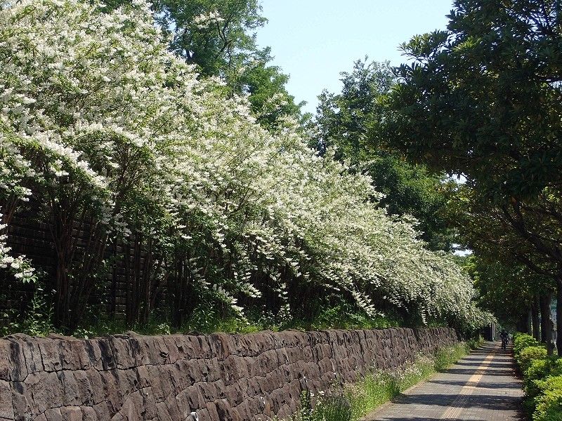 ウツギの花