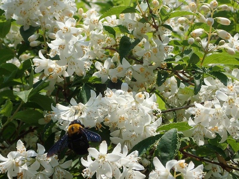 ウツギの花