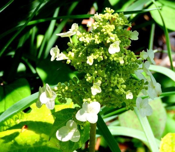 挿し木柏葉アジサイ開花