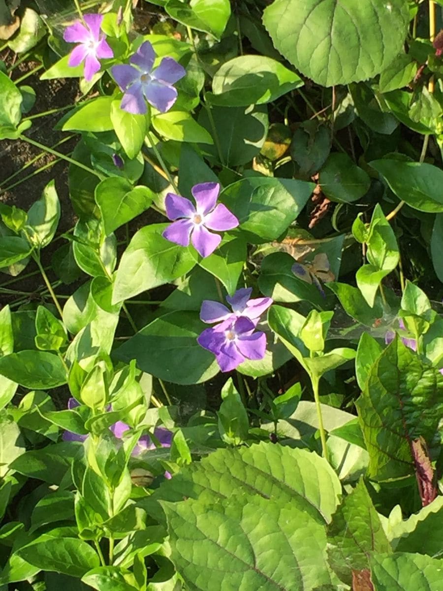 またまた道端の花