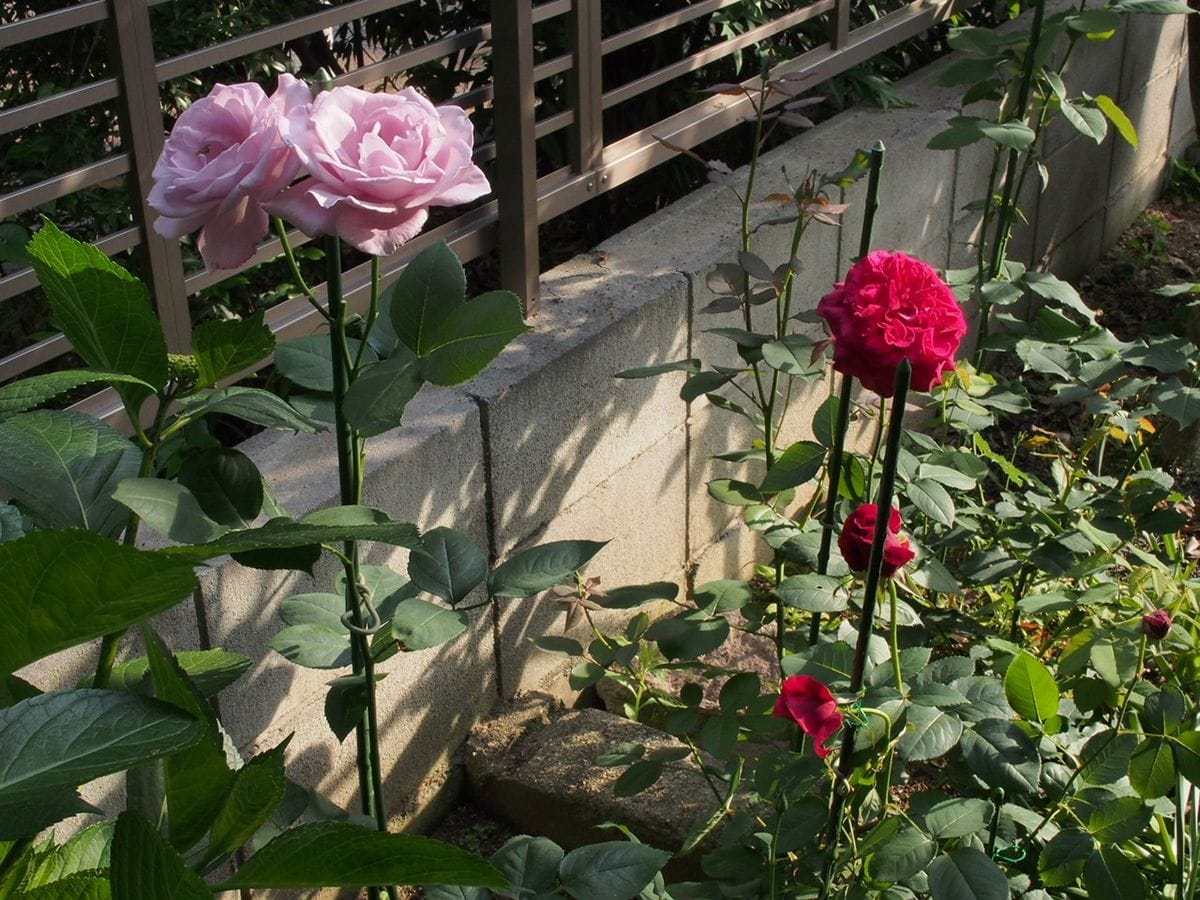 バラ、最初の花が終わります