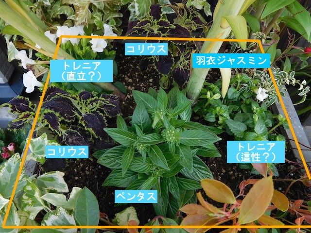 夏物、一鉢植え付けました