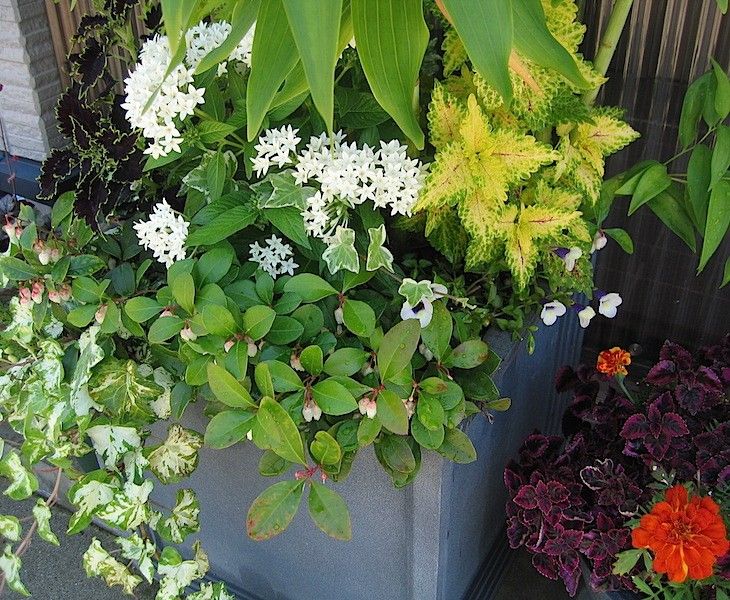 夏物、一鉢植え付けました