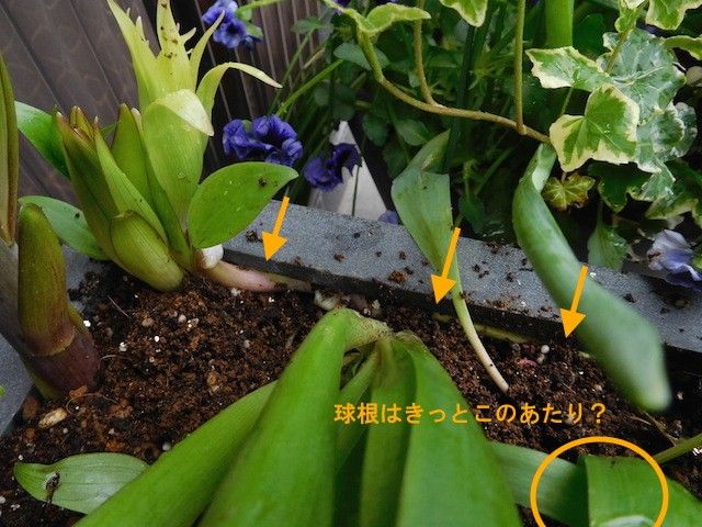 夏物、一鉢植え付けました