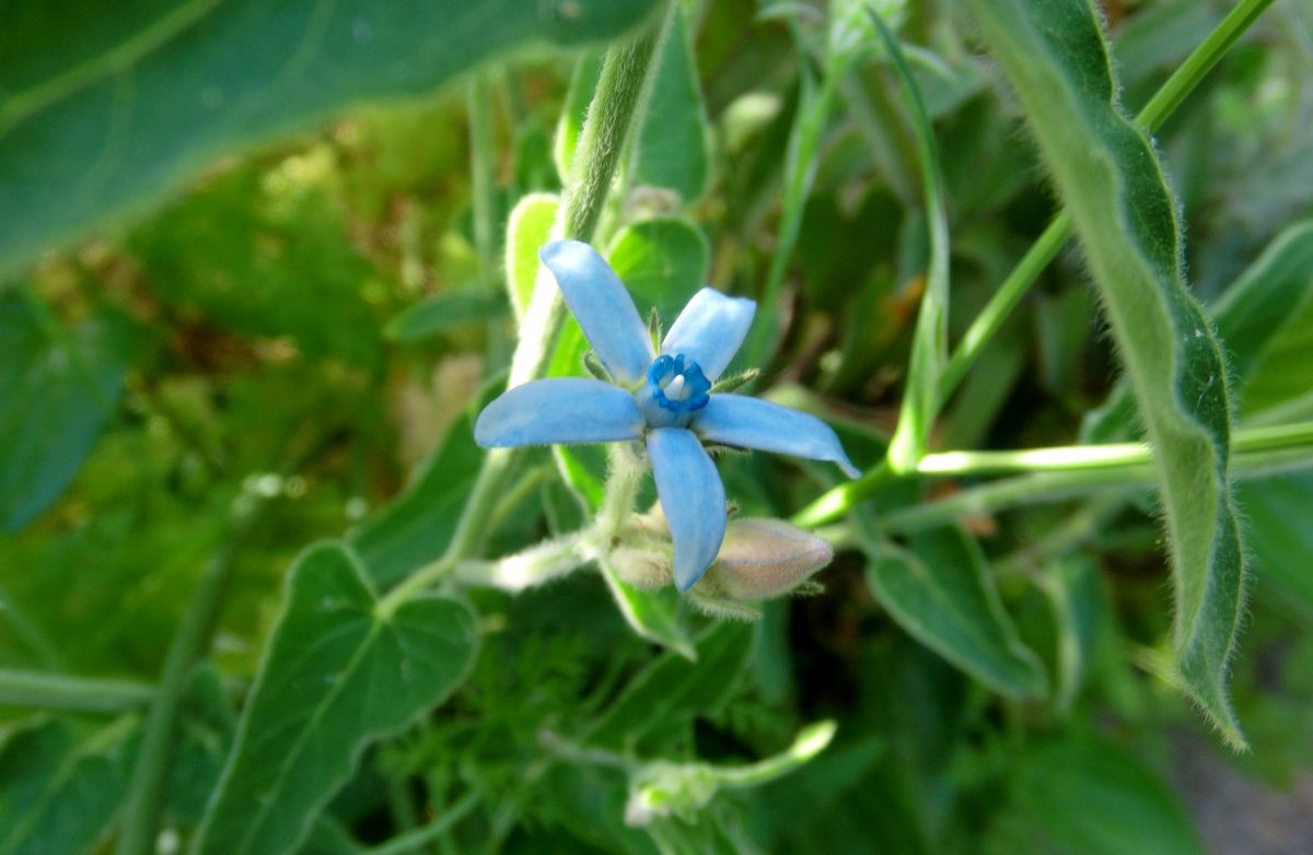 青系のお花達