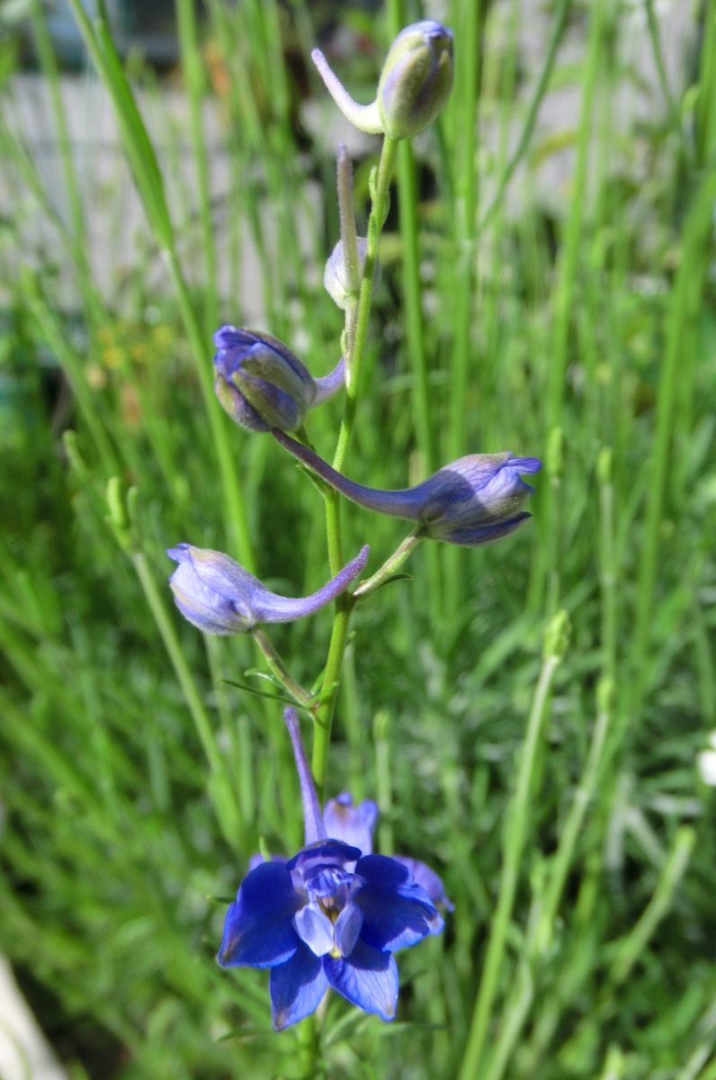 青系のお花達