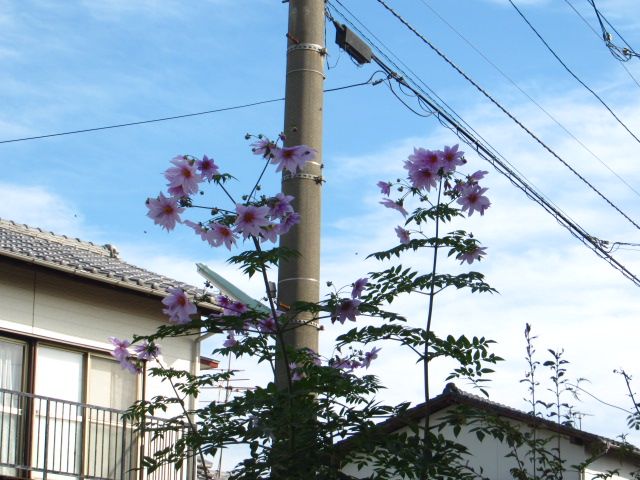 再び皇帝ダリヤ～満開