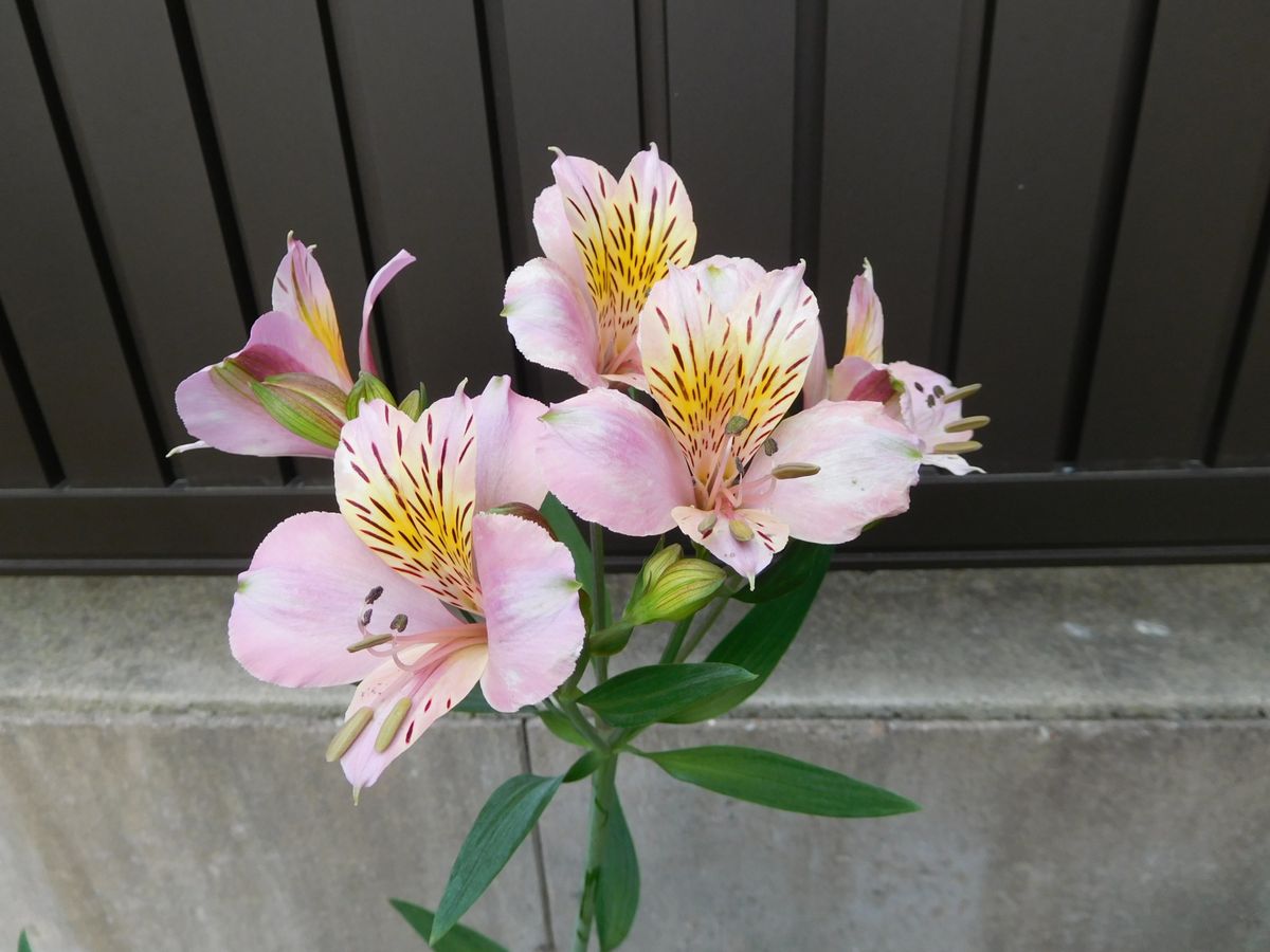 初夏の花と春の花